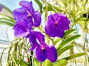 Vanda 'Pachara Delight'