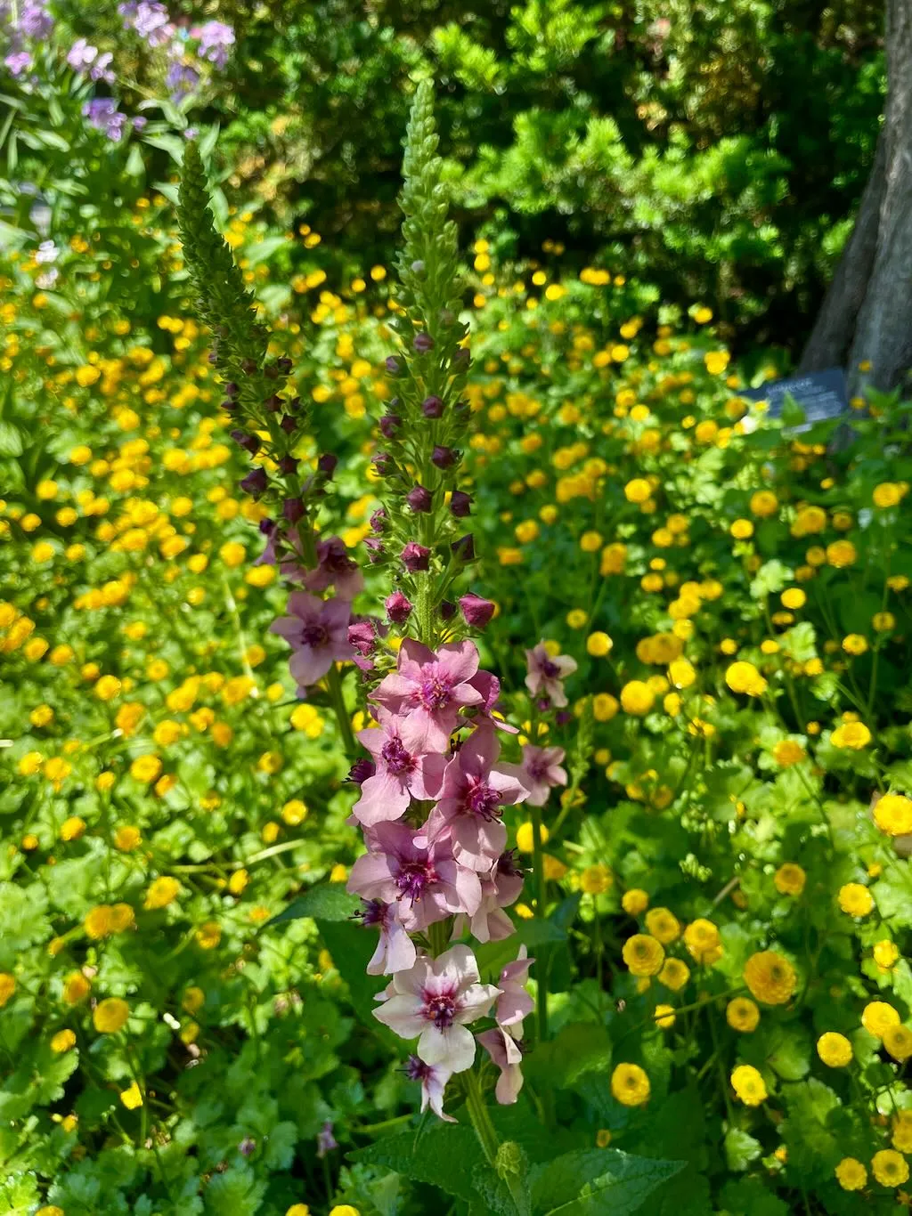 Verbascum'Pink Domino'