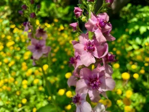 Verbascum 'Pink Domino'