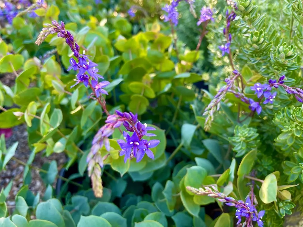 Veronica perfoliata