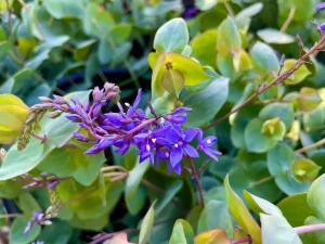 Veronica perfoliata
