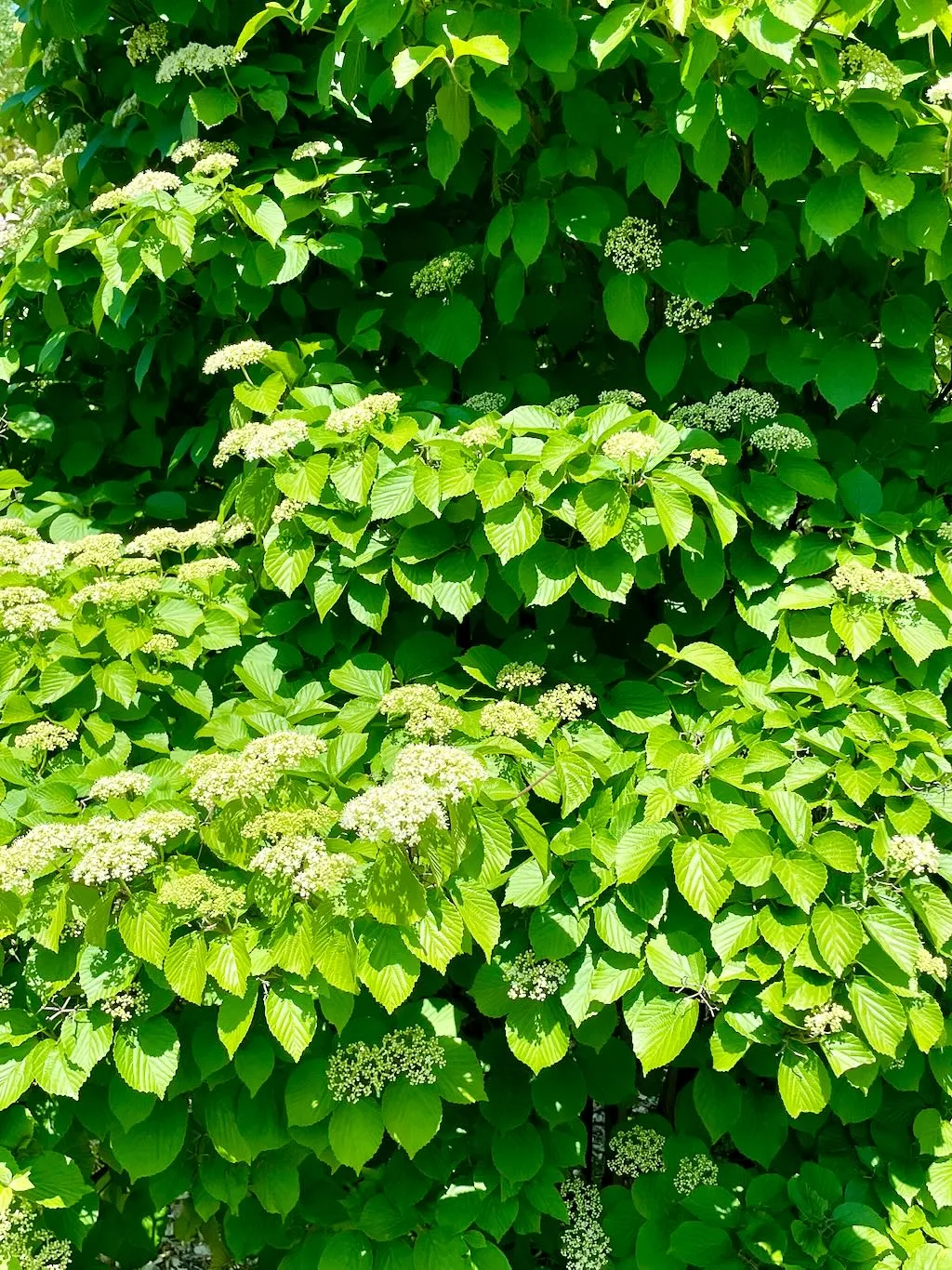 Viburnum dilatatum Asian Beauty-1_result - Online Flower Garden Viburnum dilatatum'Asian Beauty':