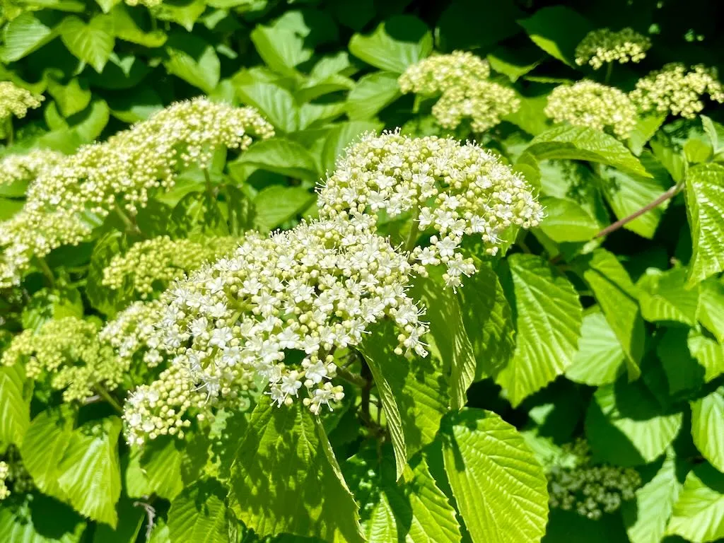 Viburnum dilatatum Asian Beauty_result - Online Flower Garden Viburnum dilatatum 'Asian Beauty':