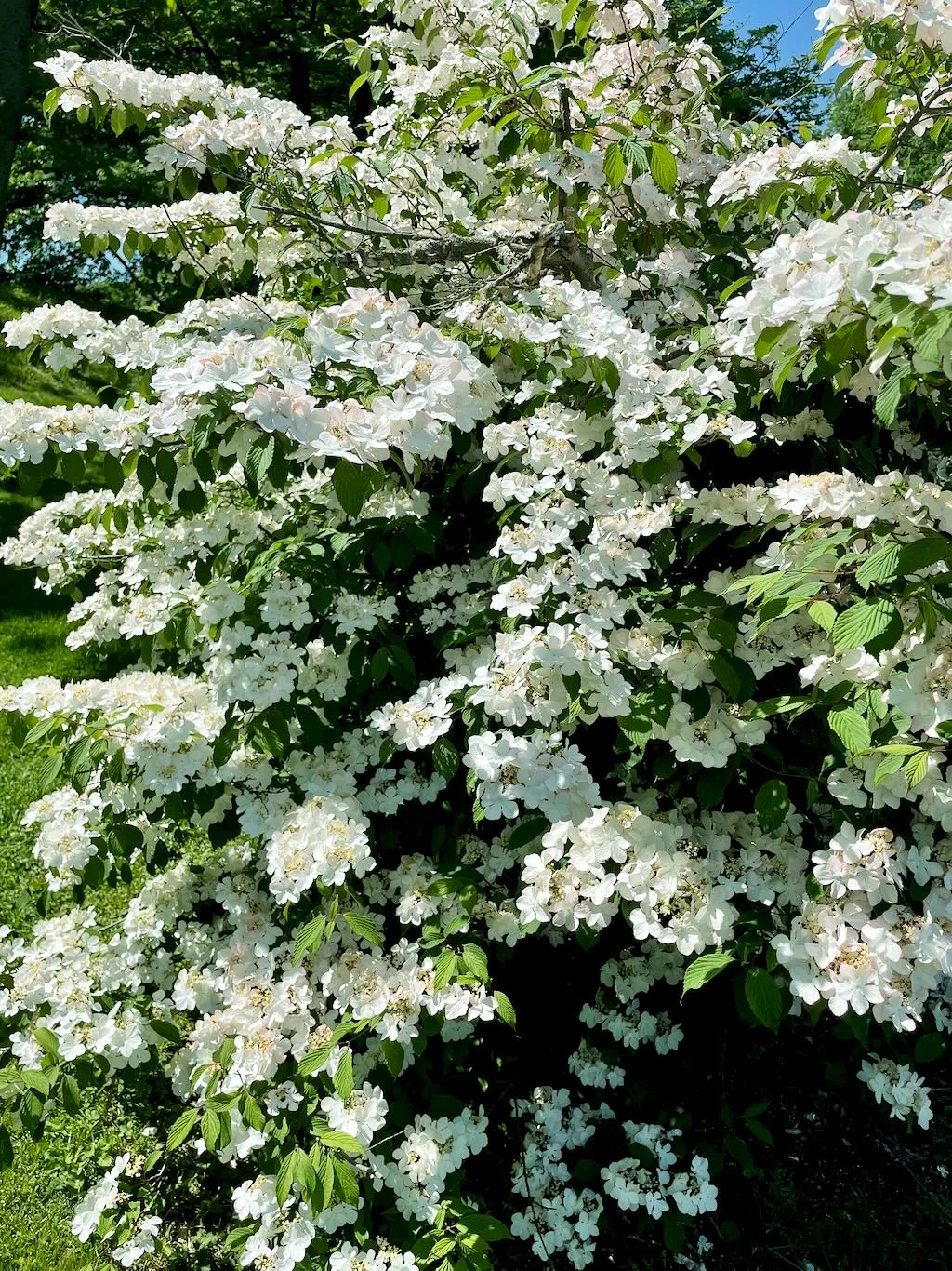 Viburnum plicatum Roseum-1_result - Online Flower Garden Viburnum plicatum'Roseum'