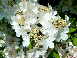 Viburnum plicatum 'Roseum'