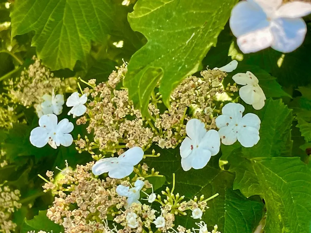 Viburnum sargentii
