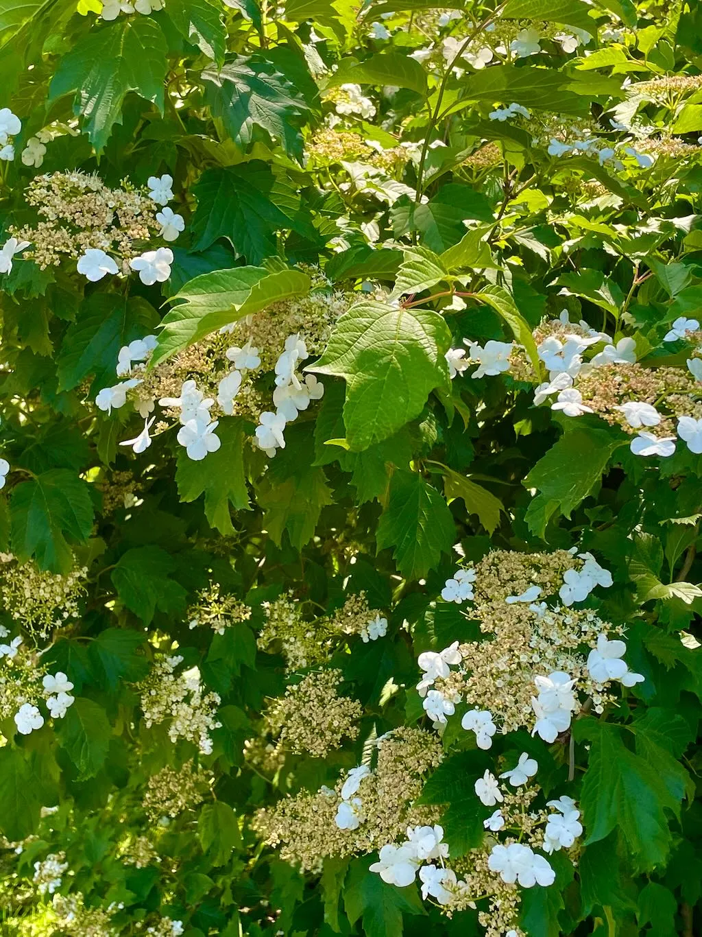 Viburnum sargentii