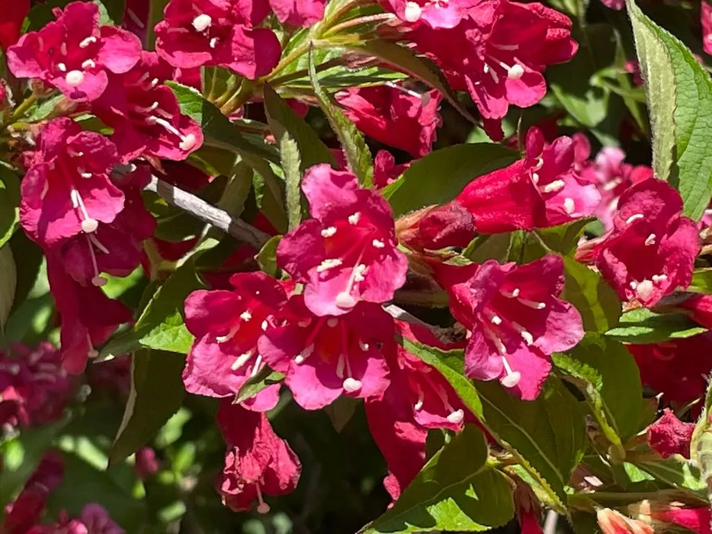 Weigela florida Vanicek-1_result - Online Flower Garden Weigela florida 'Vanicek'
