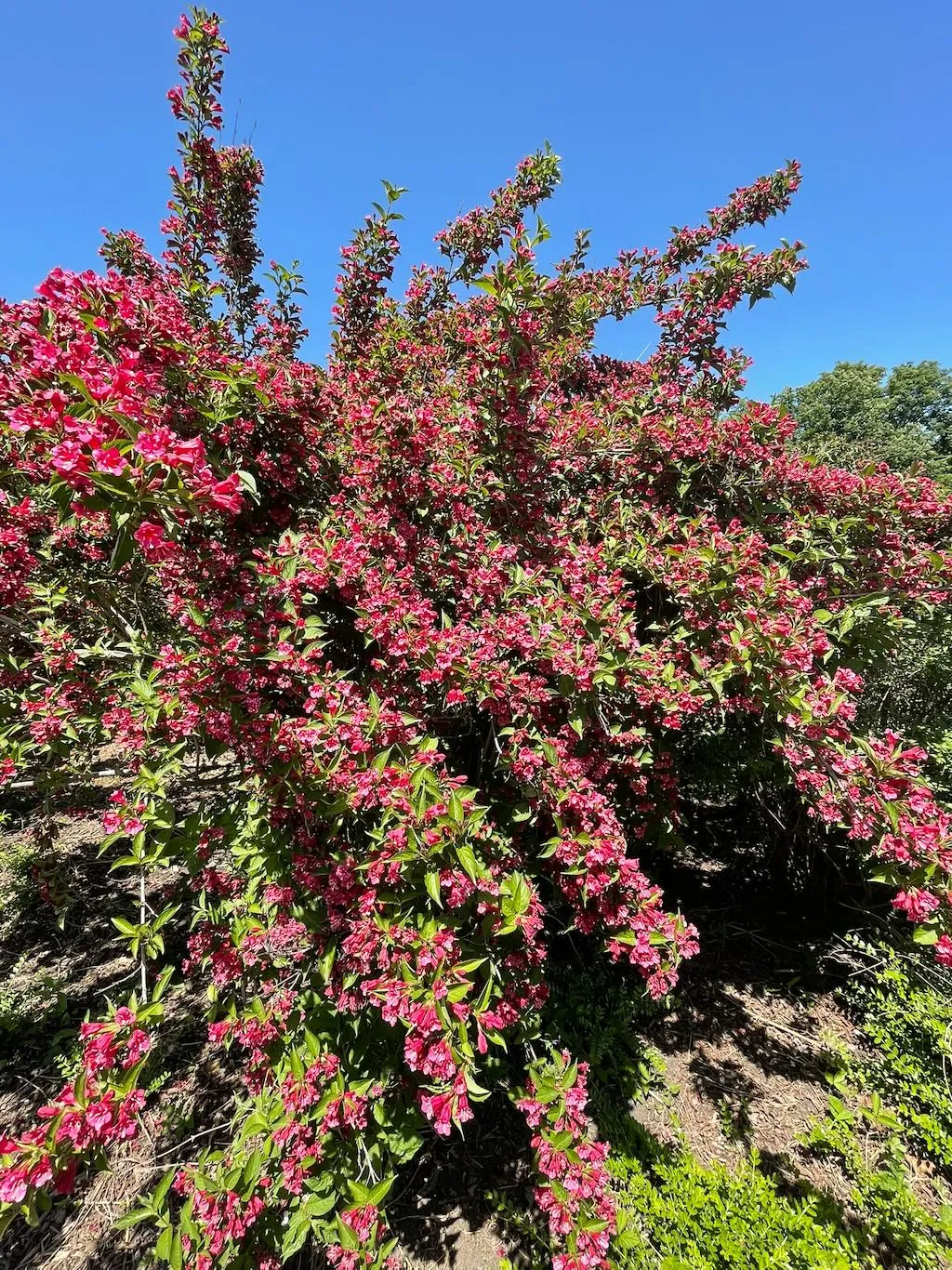 Weigela florida Vanicek_result - Online Flower Garden Weigela florida'Vanicek'
