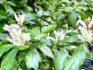 Whitfieldia Elongata