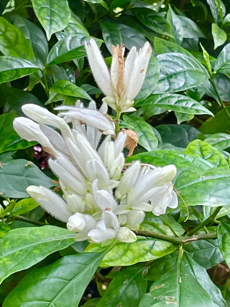 Whitfieldia Elongata