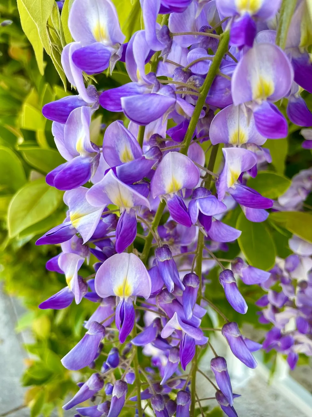 Wisteria sinensis