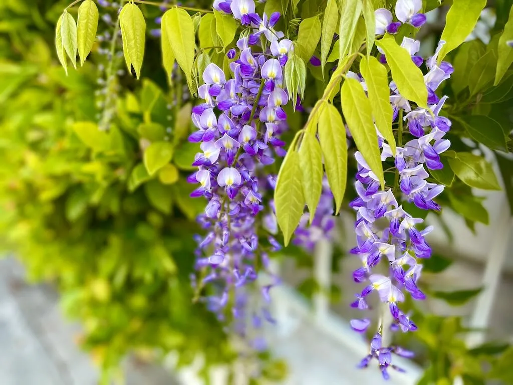 Wisteria sinensis