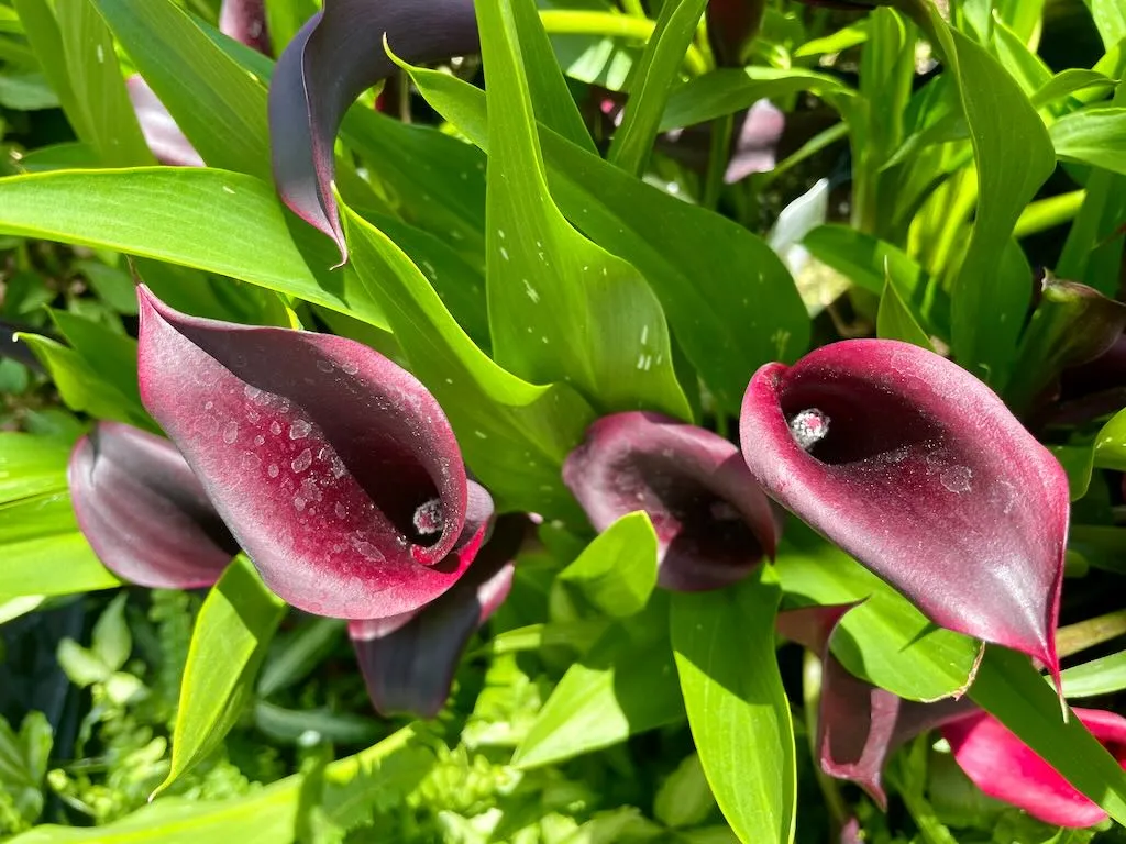 Zantedeschia'Black'