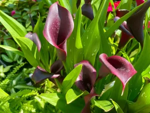 Zantedeschia 'Black'