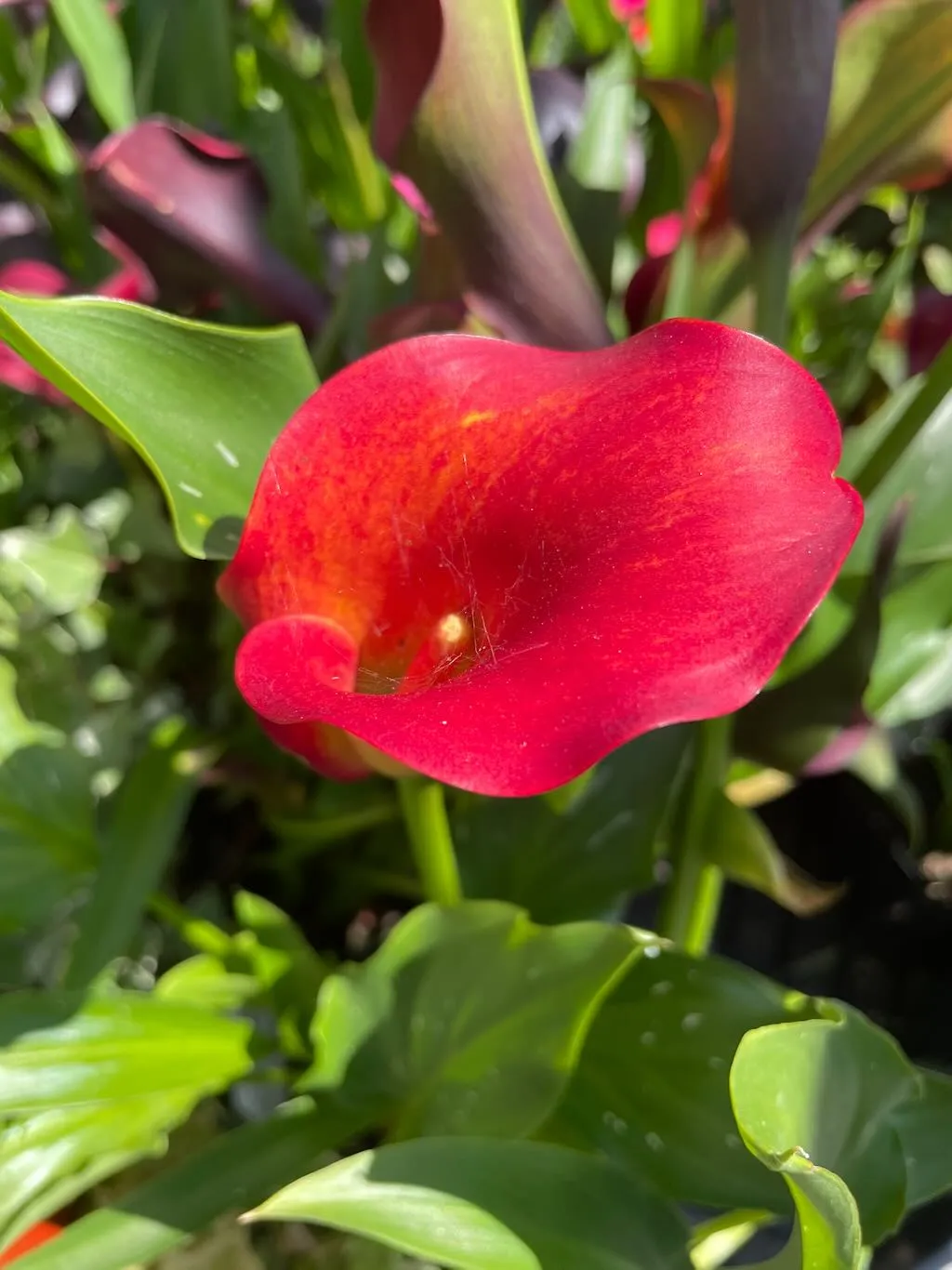 Zantedeschia Orange-1_result - Online Flower Garden Zantedeschia'Orange'