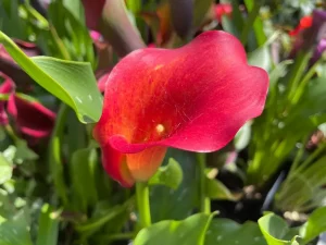 Zantedeschia 'Orange'