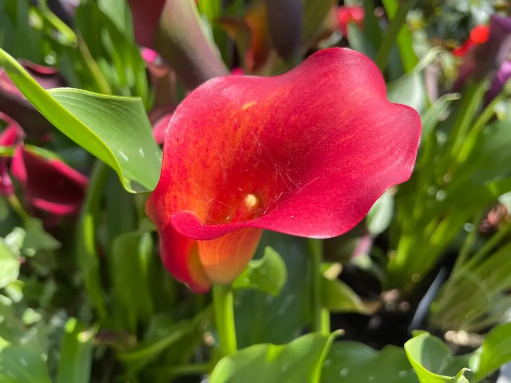 Zantedeschia Orange_result - Online Flower Garden Zantedeschia 'Orange'