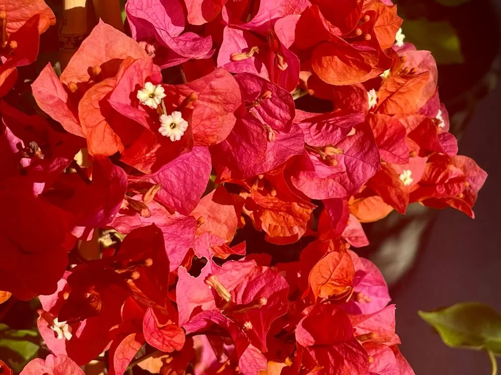 Bougainvillea Orange King-1_result - Online Flower Garden Bougainvillea'Orange King'
