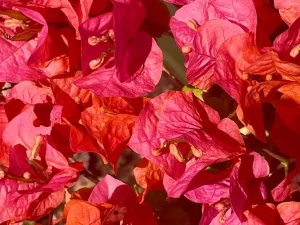 Bougainvillea 'Orange King'