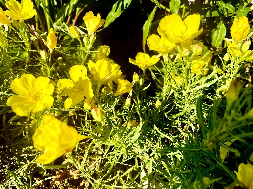 Calylophus drummondii-1_result - Online Flower Garden Calylophus drummondii