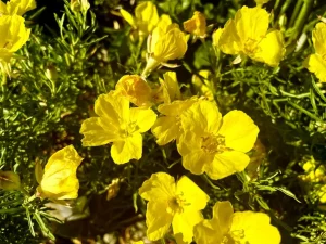 Calylophus drummondii