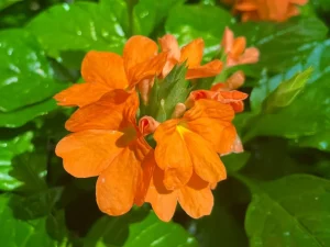 Crossandra 'Orange'