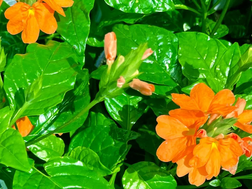 Crossandra'Orange'