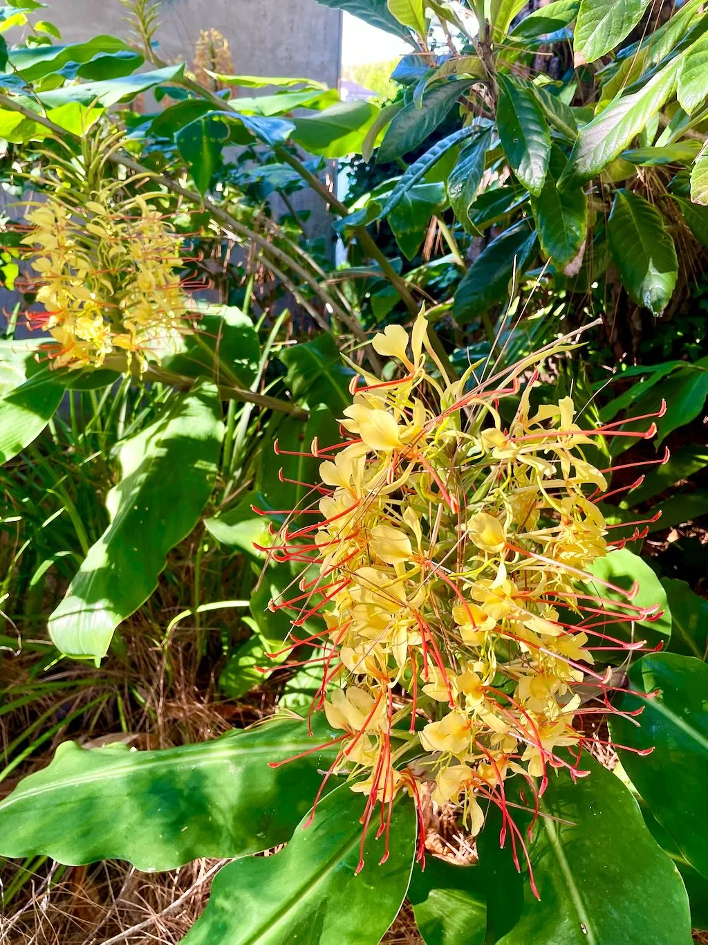 Hedychium gardnerianum-1_result - Online Flower Garden Hedychium gardnerianum