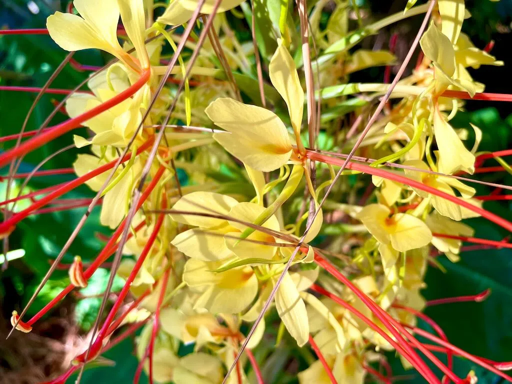 Hedychium gardnerianum_result - Online Flower Garden Hedychium gardnerianum