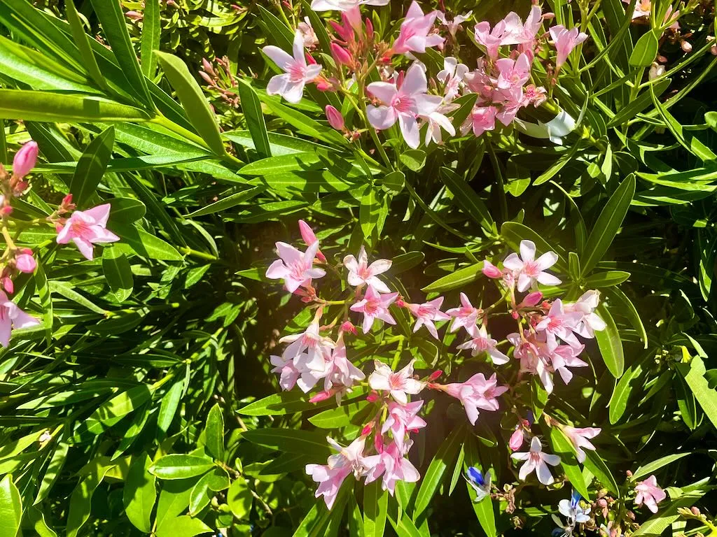 Nerium oleander'Petite Pink'