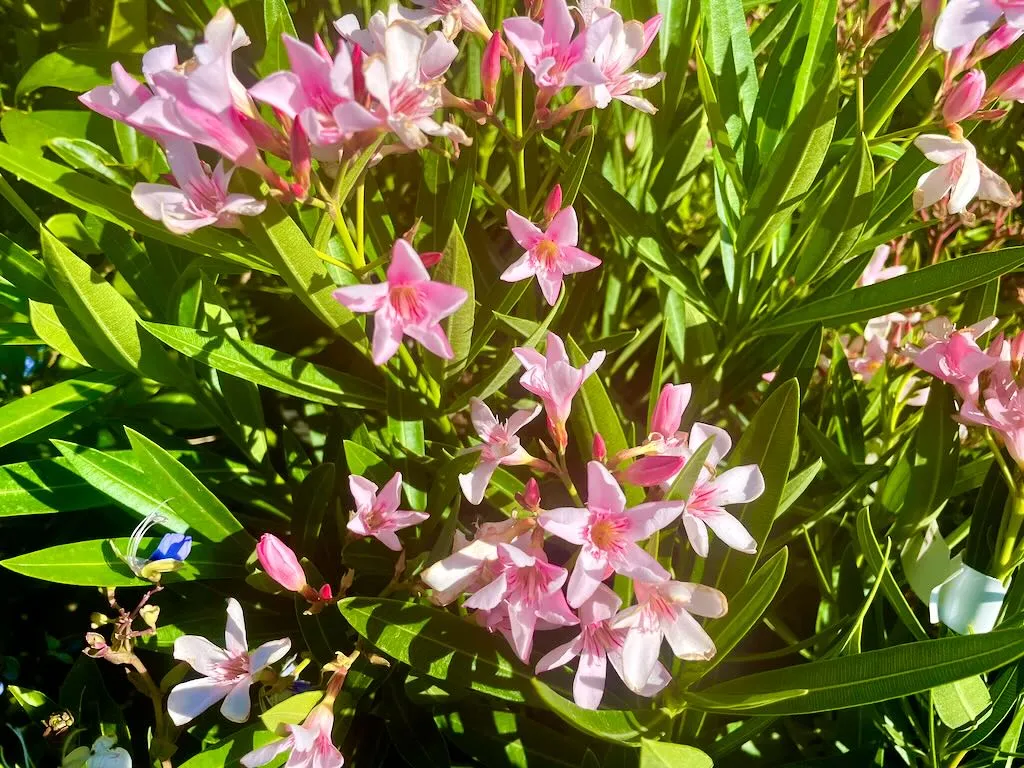 Nerium oleander 'Petite Pink'