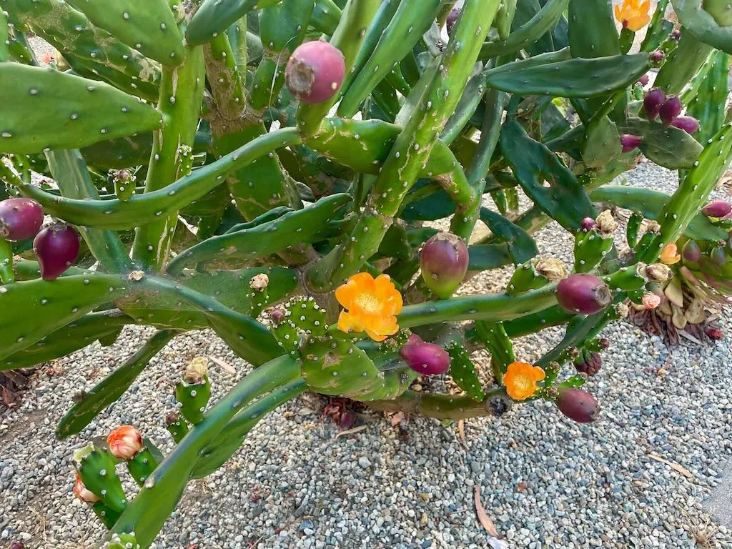 Opuntia ficus-indica