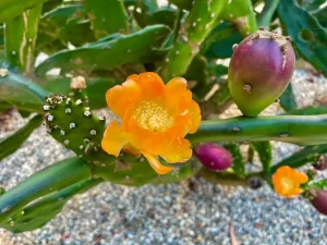 Opuntia ficus-indica