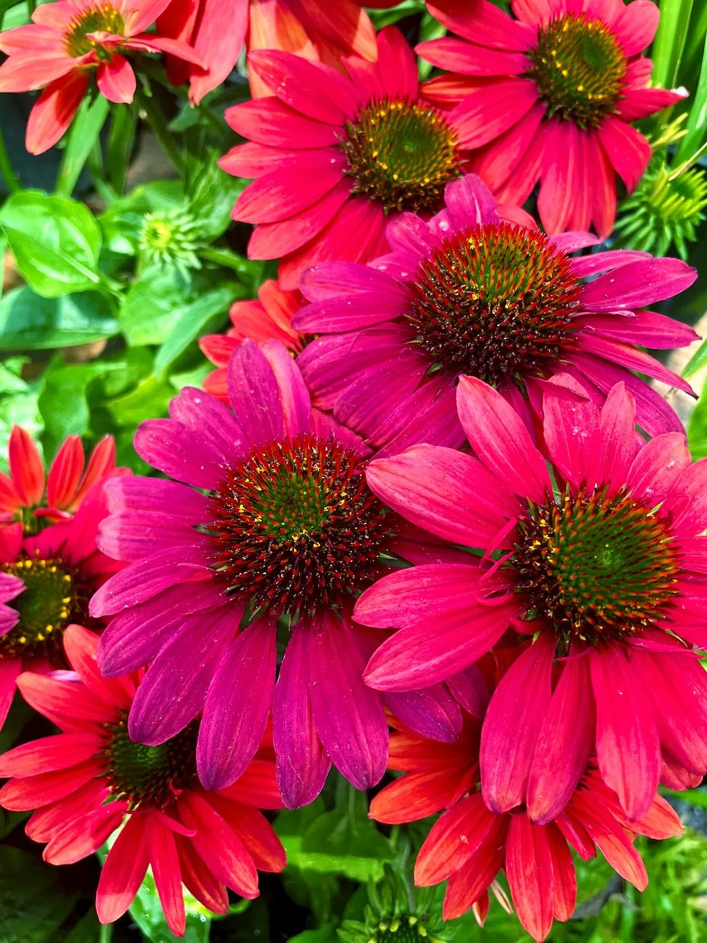 Sombrero® Tres Amigos Coneflower