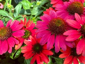 Sombrero® Tres Amigos Coneflower