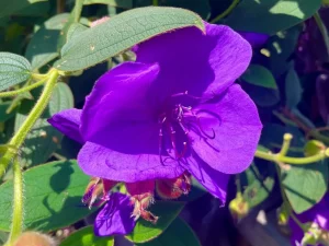 Tibouchina urvilleana