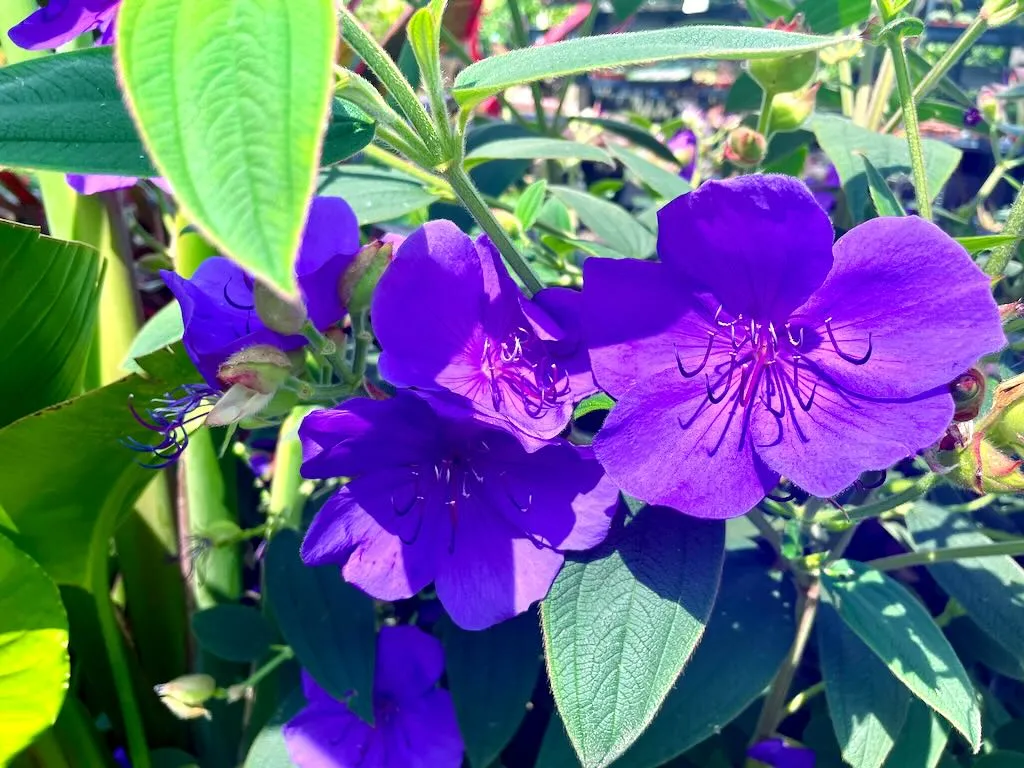 Tibouchina urvilleana