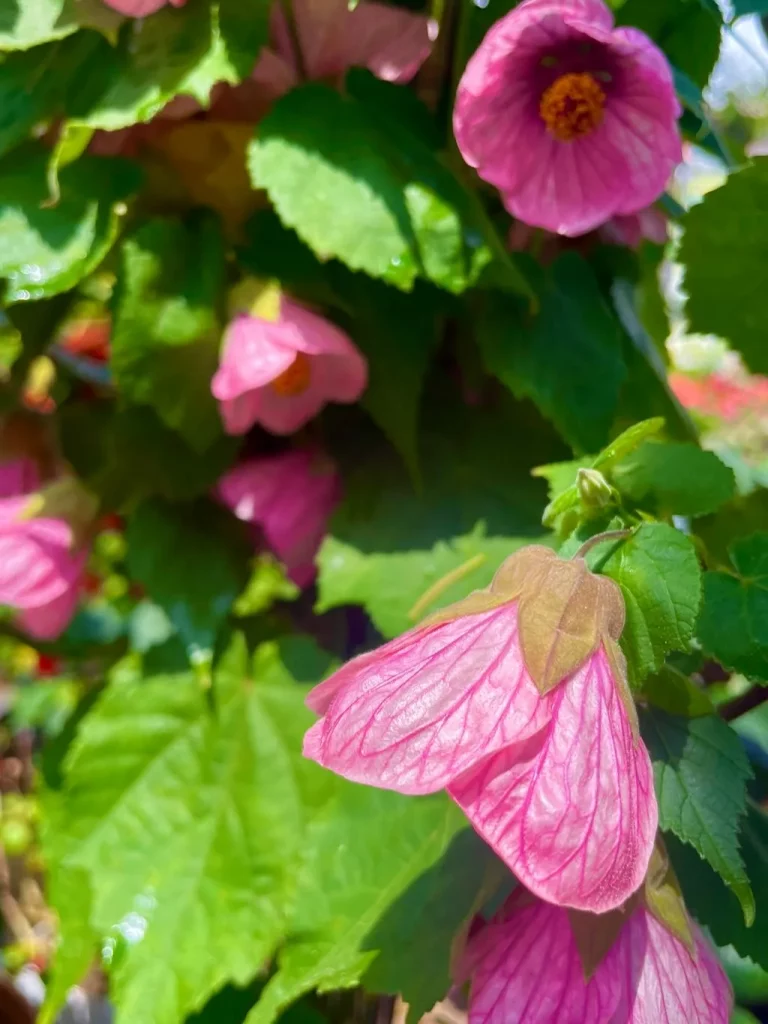 Abutilon'Rosalie'