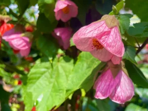 Abutilon 'Rosalie'
