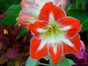 Amaryllis ‘Minerva’