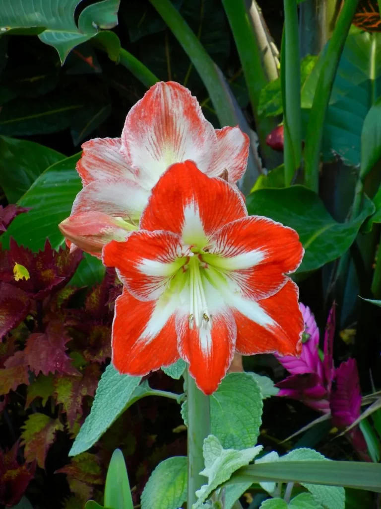 Amaryllis Minerva_result - Online Flower Garden Amaryllis ‘Minerva’