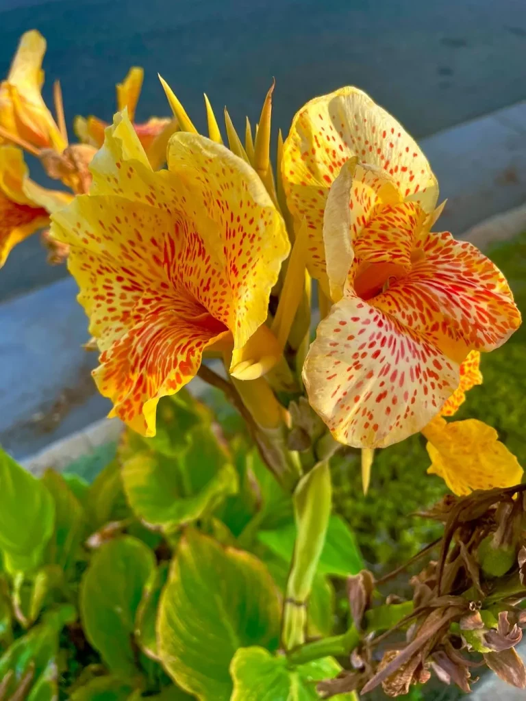 Canna Lily Starship-1_result - Online Flower Garden Canna Lily'Starship'