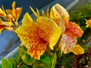 Canna Lily 'Starship'