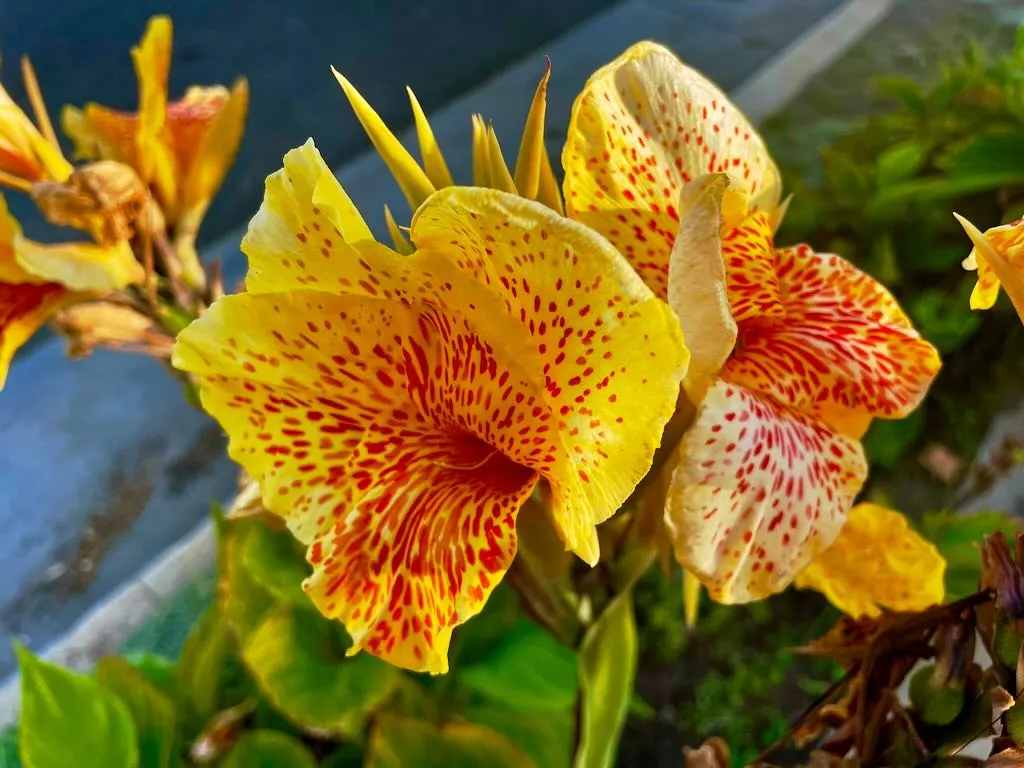 Canna Lily Starship_result - Online Flower Garden Canna Lily 'Starship'
