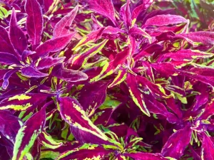 Coleus FlameThrower™ Chili Pepper