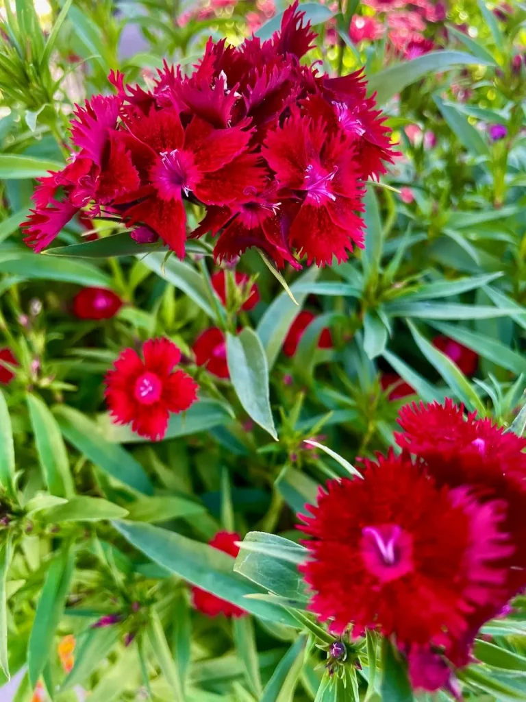 Dianthus'Rockin™ Red'