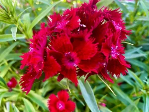 Dianthus 'Rockin™ Red'