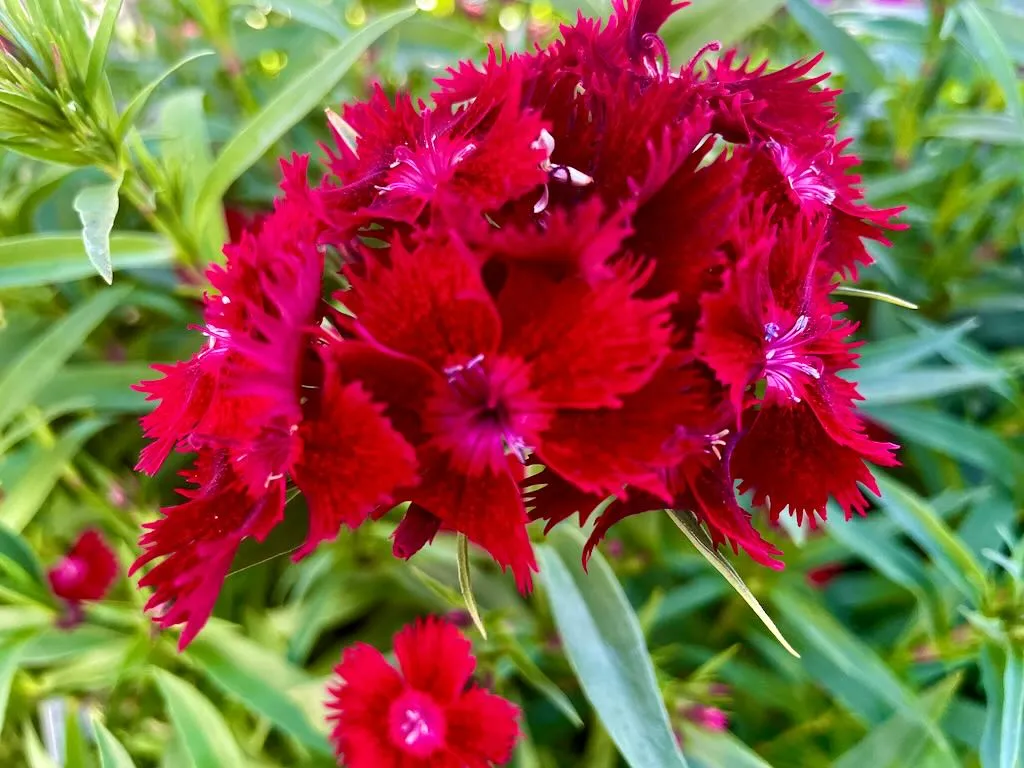 Dianthus 'Rockin™ Red'