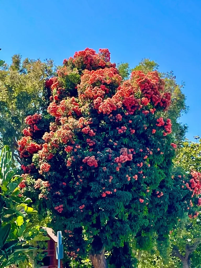 Eucalyptus sideroxylon